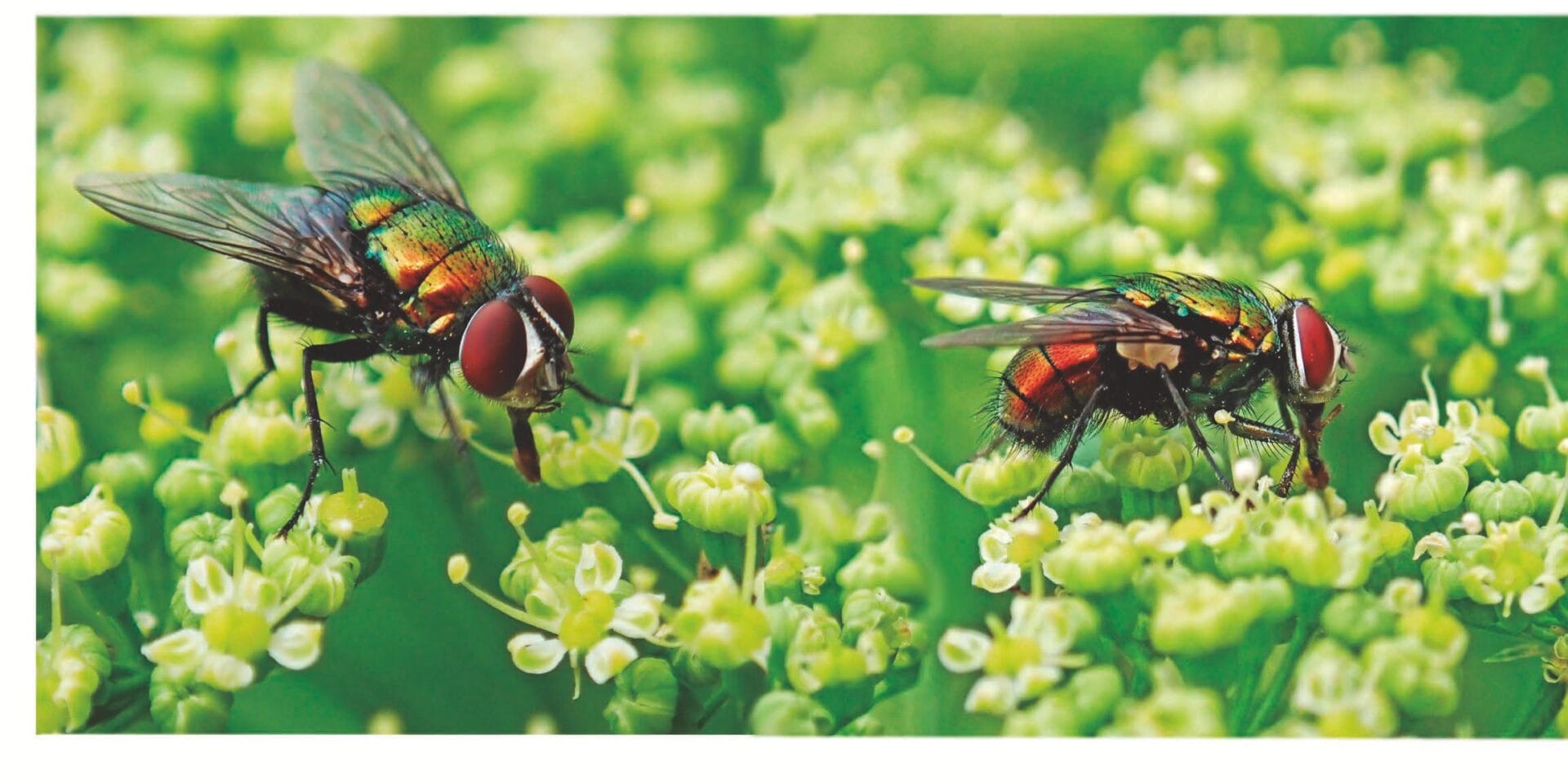 La resistencia a los insecticidas