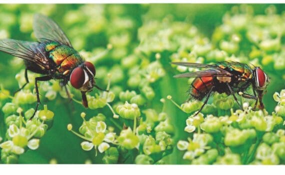 La resistencia a los insecticidas