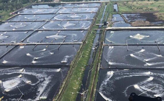 Intensificación del cultivo de camarones peneidos