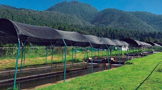 Acuicultura