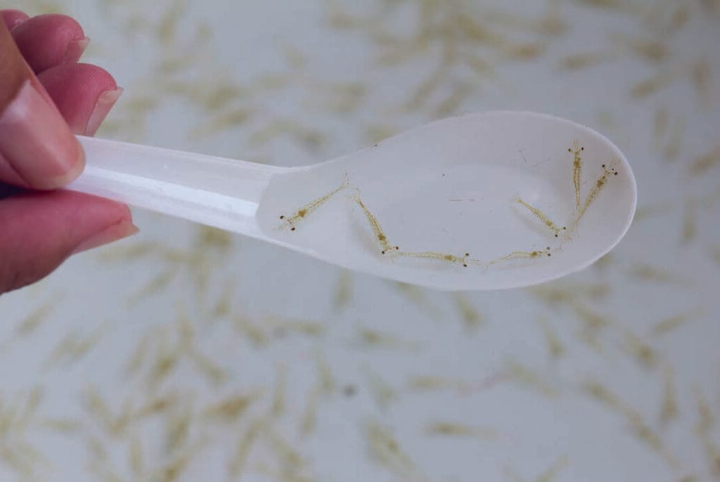 Artemia