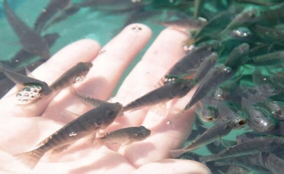 sistema digital que mejora el proceso de conteo y medición de las crías de tilapia