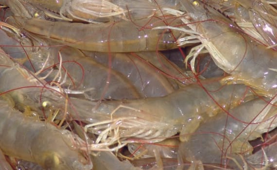 Técnicas de uso de mezclas alternativas de sal marina artificial
