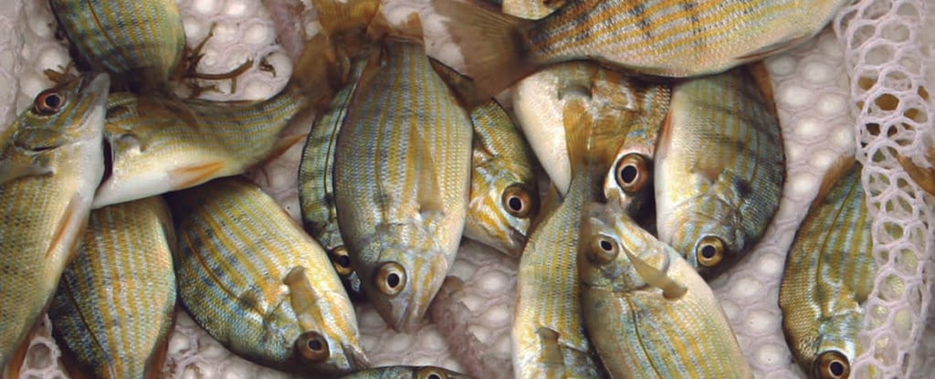  aditivos alimenticios en la acuicultura