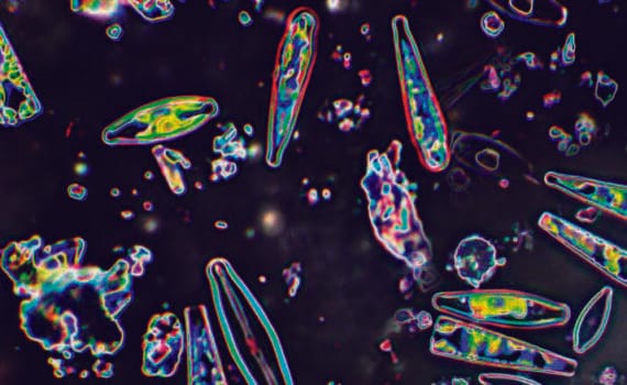 Crecimiento microbiano