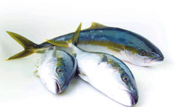 INAPESCA