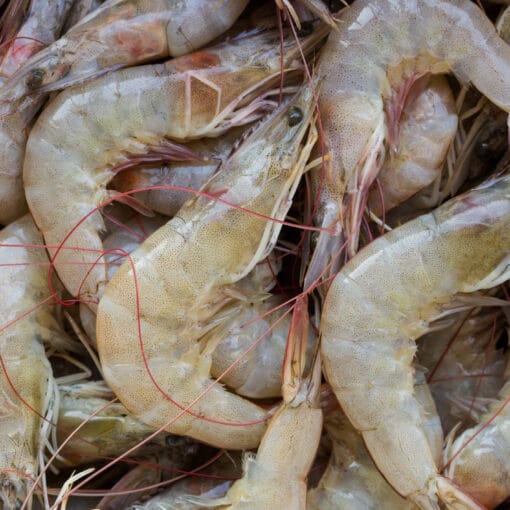 CAMARONES PATIBLANCO