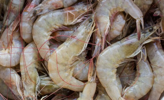 CAMARONES PATIBLANCO