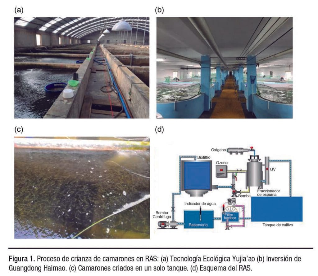 Técnica de alimentación inteligente basada en la predicción del crecimiento del camarón en un Sistema de Recirculación Acuícola