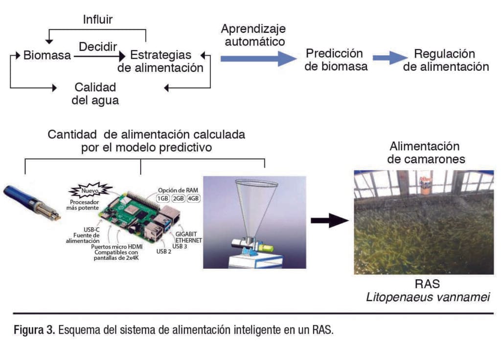 Técnica de alimentación inteligente basada en la predicción del crecimiento del camarón en un Sistema de Recirculación Acuícola