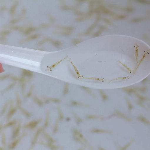 postlarva limpia