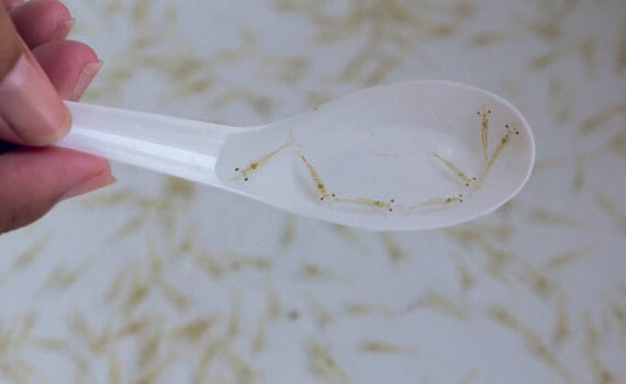 postlarva limpia