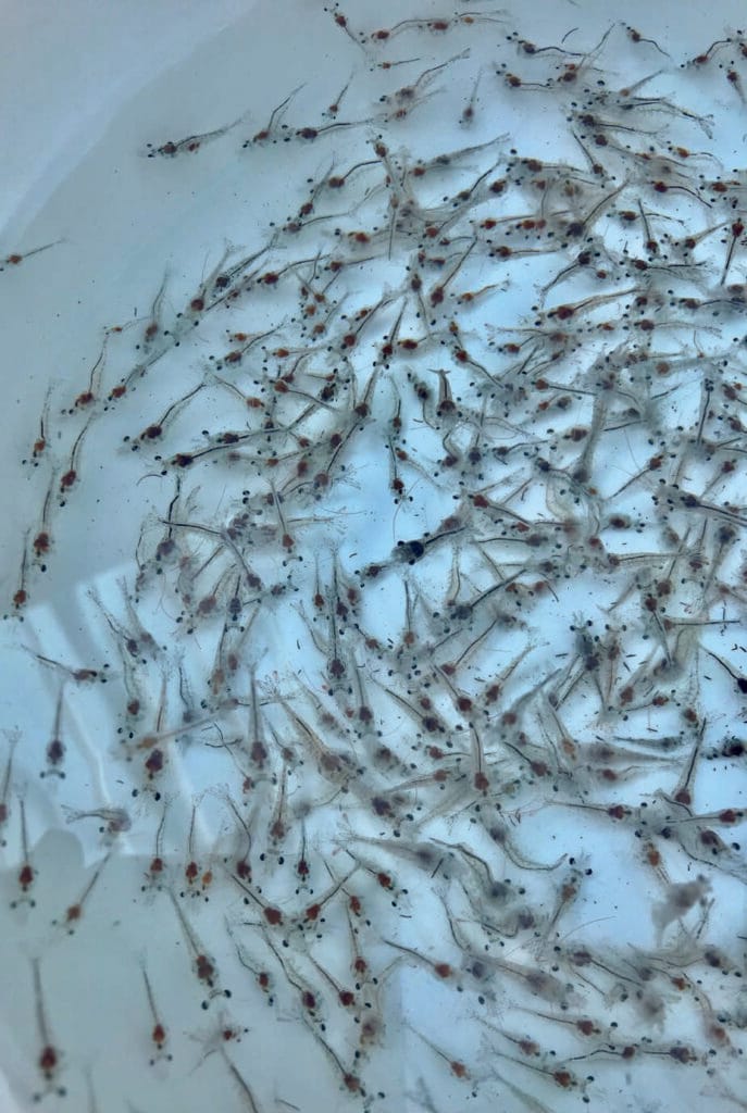 postlarva limpia