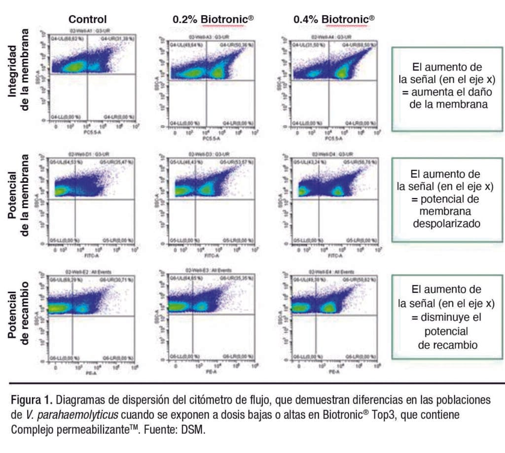 patógenos de Vibrio