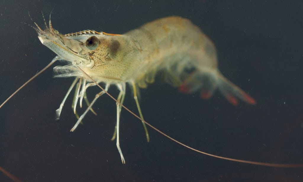 patógenos de Vibrio