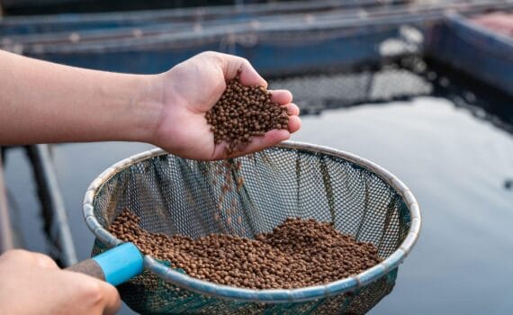 crecimiento del camarón blanco del Pacífico Penaeus vannamei