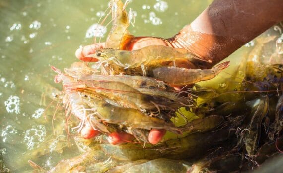 Producción de camarones