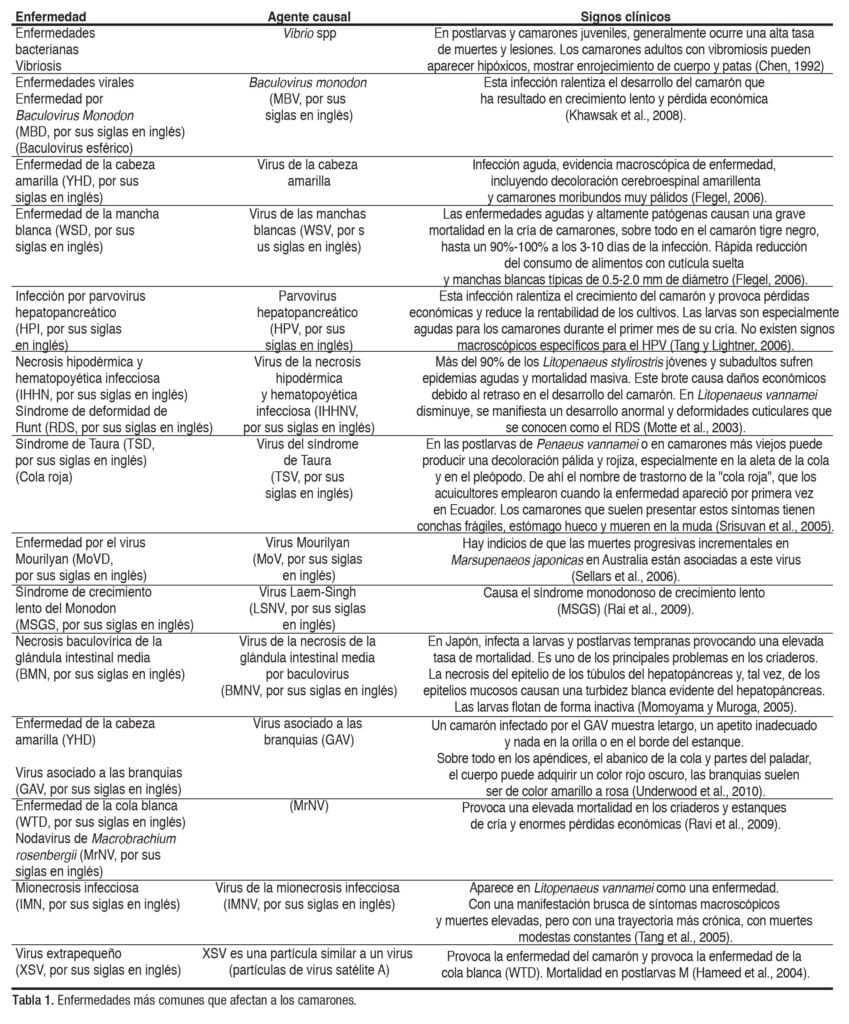 Producción de camarones