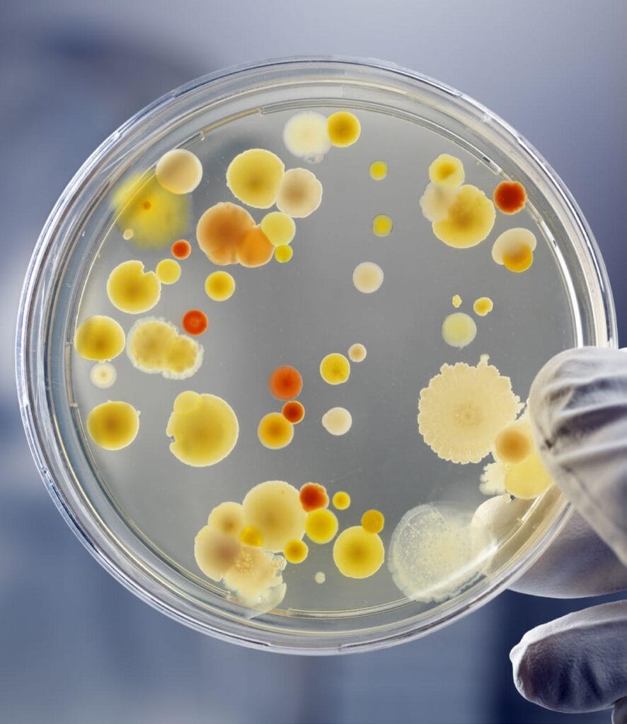 Producción de camarones