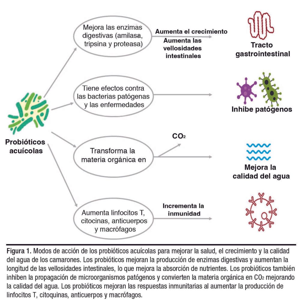 Producción de camarones