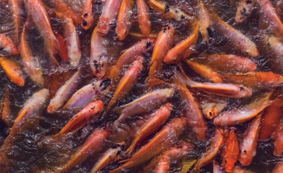 acuicultura de agua dulce en la Unión Europea y América Latina