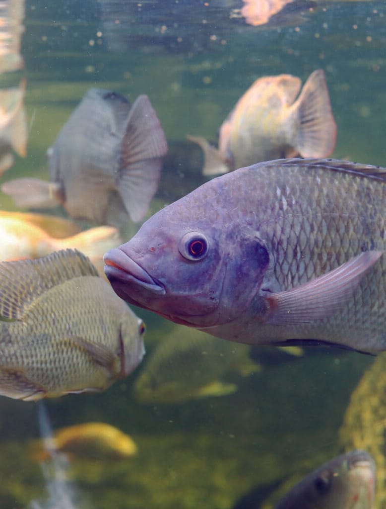 acuicultura de agua dulce en la Unión Europea y América Latina