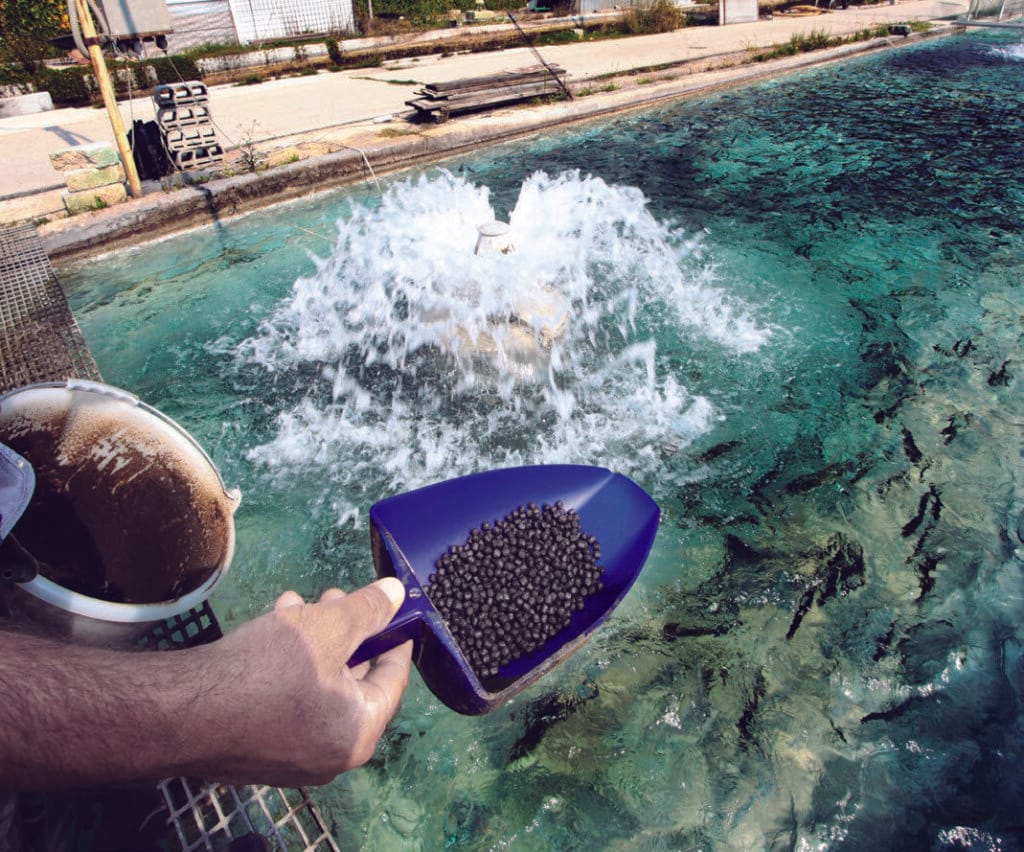 acuicultura de agua dulce en la Unión Europea y América Latina