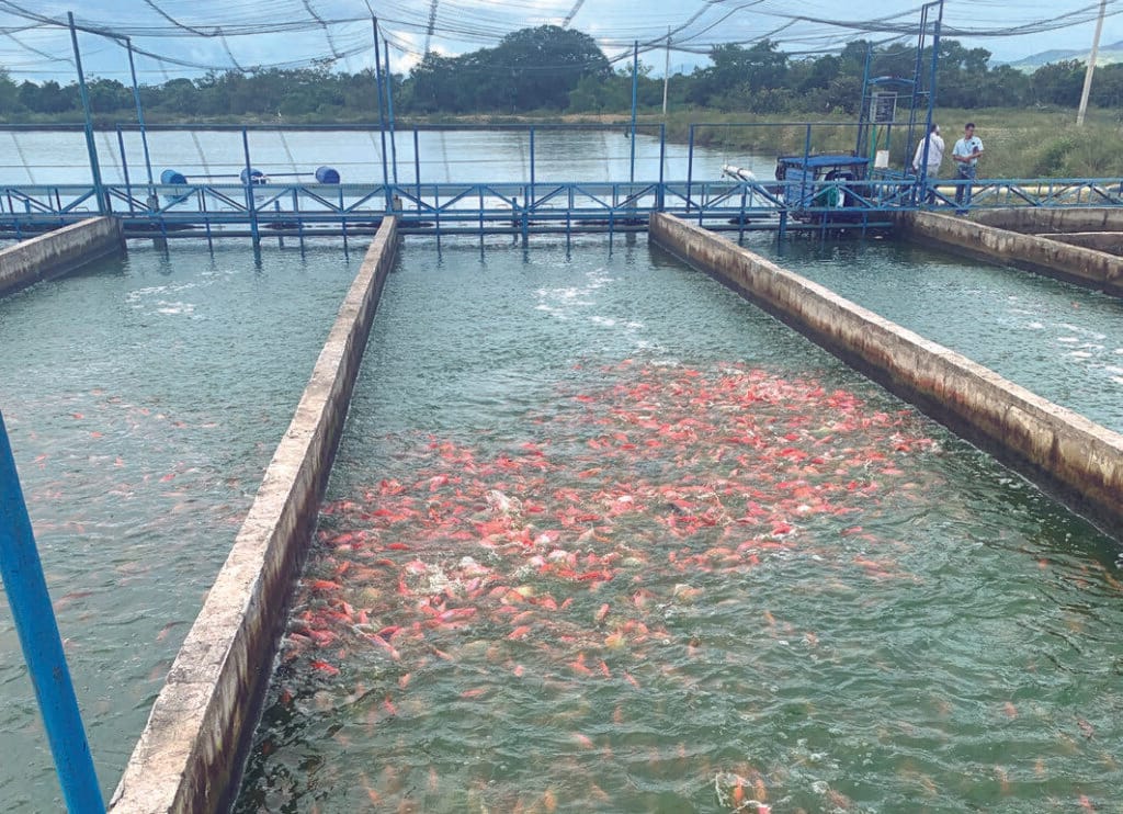 acuicultura de agua dulce en la Unión Europea y América Latina
