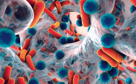 probióticos Vibrio diabolicus (Ili), Vibrio hepatarius (P62) y Bacillus cereus sensu stricto (P64)