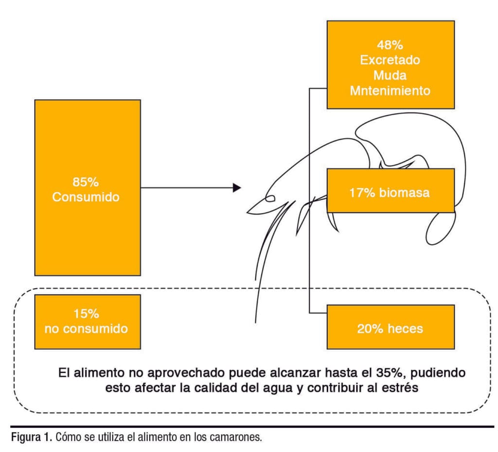 nutrición de la dieta