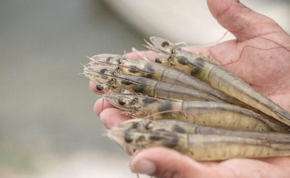 Sustainable Shrimp Partnership