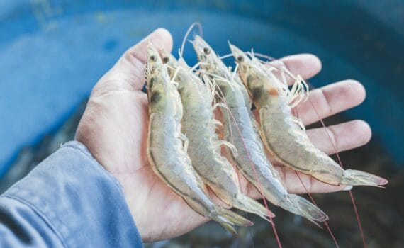La agavina induce microbios beneficiosos en la microbiota del camarón en condiciones de cultivo