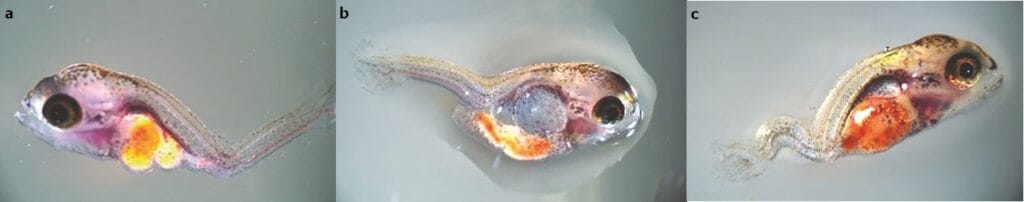 Figura 8. Larvas de lobina malformadas
