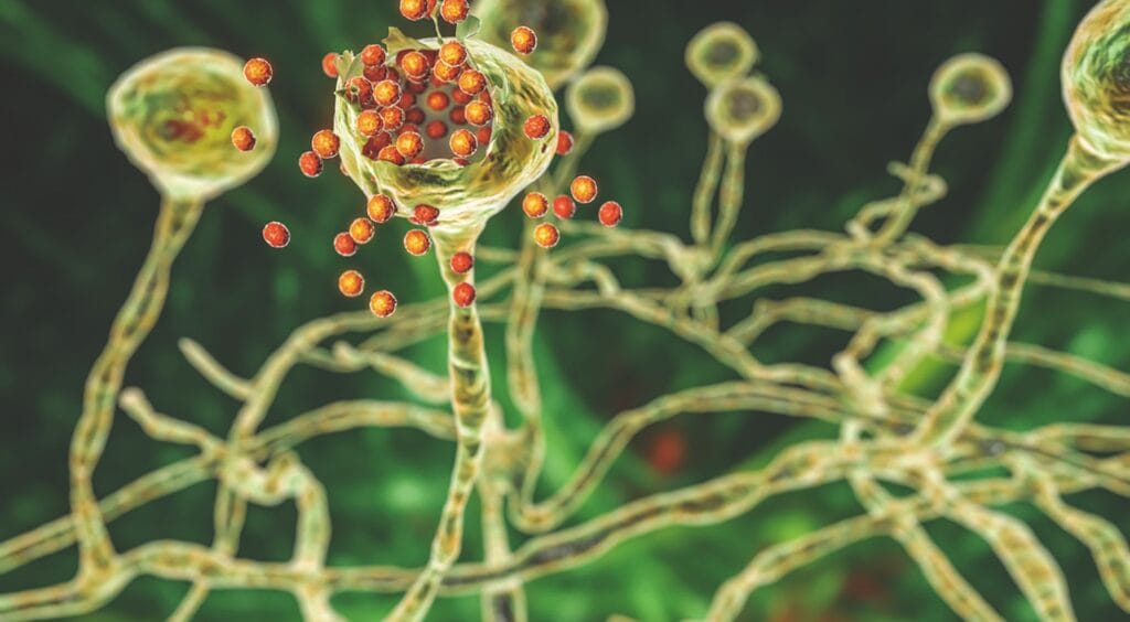 Humedad relativa y presencia de lluvias