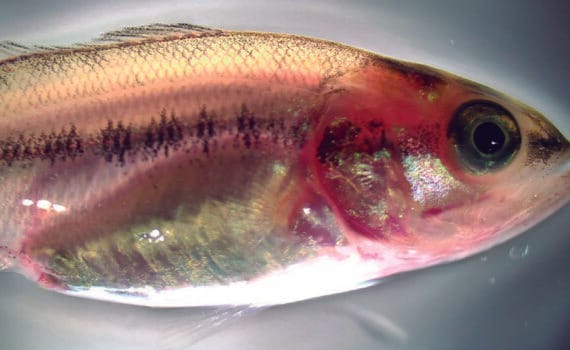 cultivo de lobina Micropterus salmoides