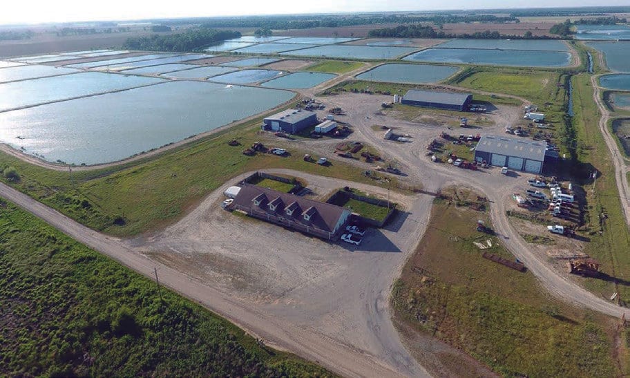 Cultivo de lobina Micropterus salmoides