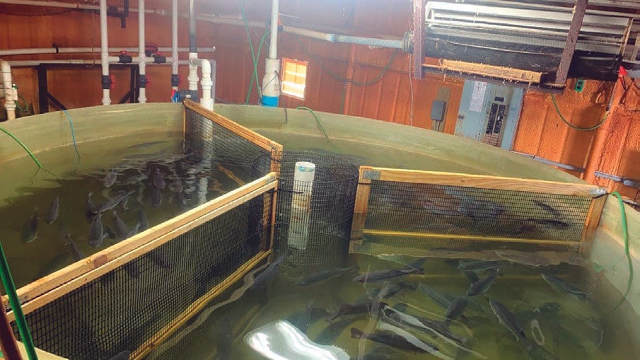 Figura 1. Sistema de recirculación acuícola (RAS) para cultivo de lobina.