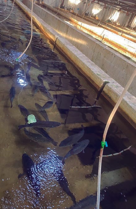 Figura 2. Unidades de desove con los nidos y separadores