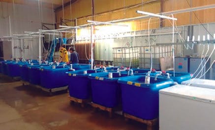 Figura 3. Tanques de incubación (350 L).