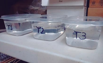 Figura 4. Evaluación de supervivencia a lo largo del tiempo cuando no se proporciona alimento a las larvas.