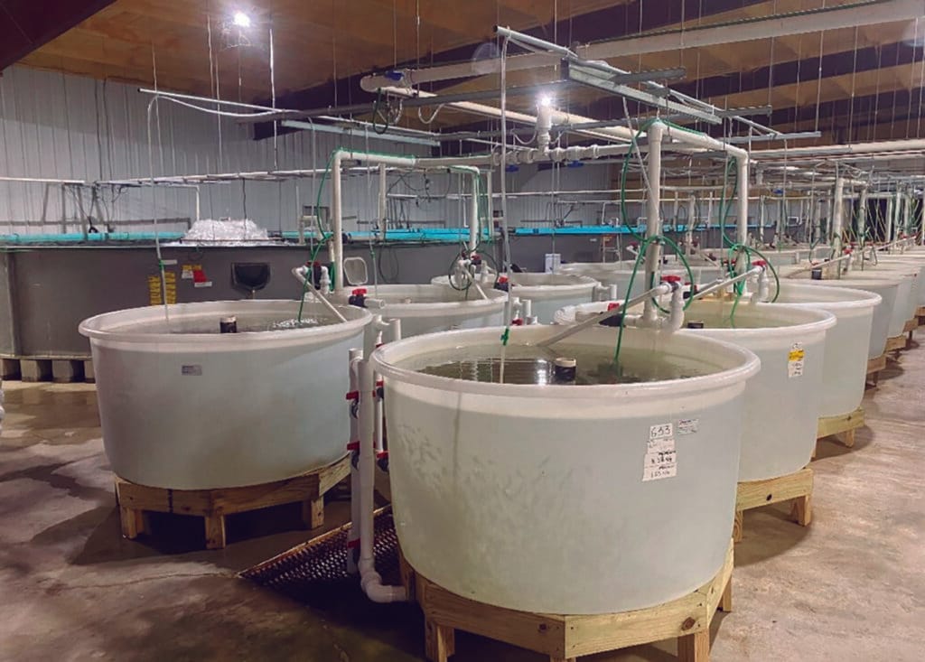 Figura 5. Tanques de 1,000 L para el desarrollo larvario a juvenil.