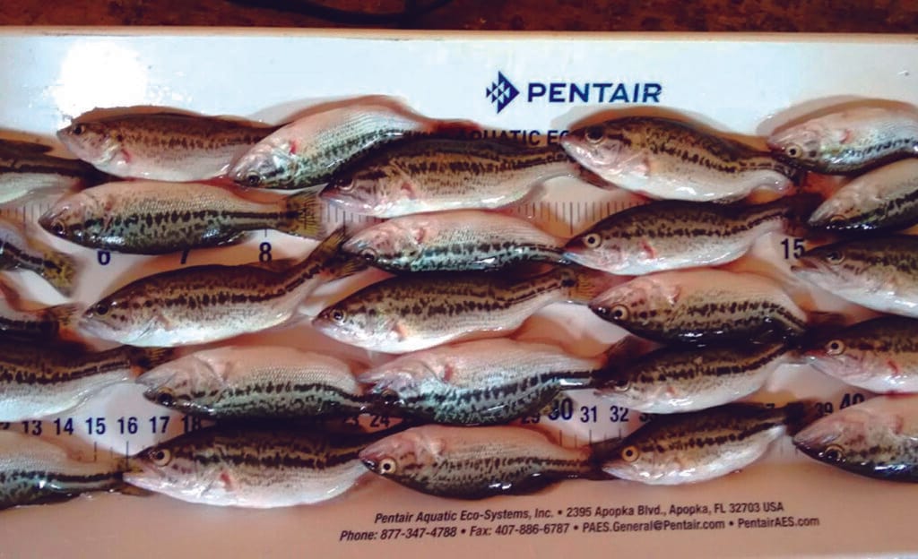 Figura 9. Juveniles de lobina malformados