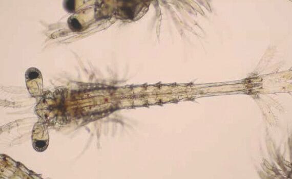 desarrollo branquial en postlarvas de Litopenaeus vannamei