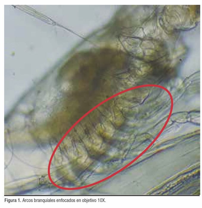 desarrollo branquial en postlarvas de Litopenaeus vannamei