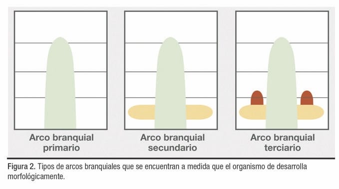 desarrollo branquial en postlarvas de Litopenaeus vannamei