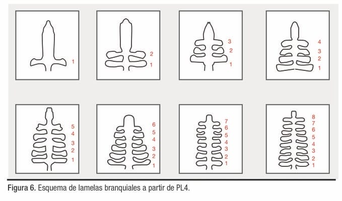 desarrollo branquial en postlarvas de Litopenaeus vannamei