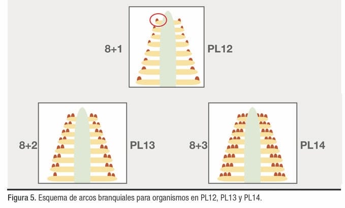 desarrollo branquial en postlarvas de Litopenaeus vannamei