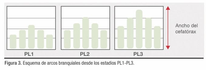 desarrollo branquial en postlarvas de Litopenaeus vannamei