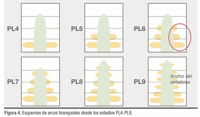 desarrollo branquial en postlarvas de Litopenaeus vannamei