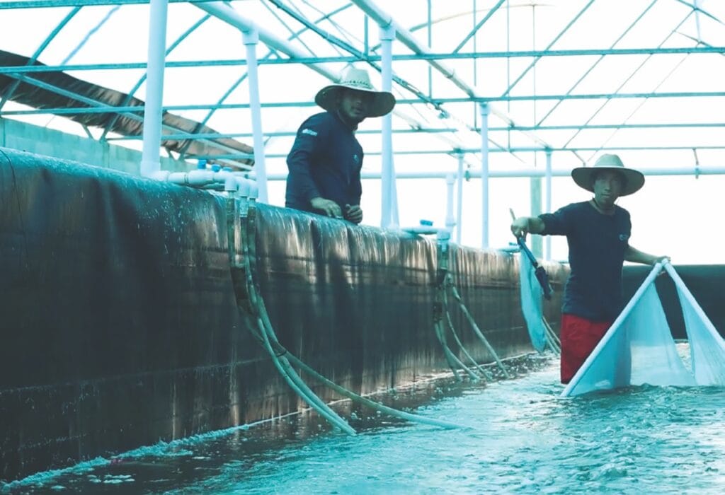 Precría de postlarvas de camarón blanco del Pacífico (Litopenaeus vannamei)